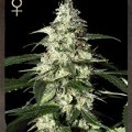 Skunk Autofiorente (Greenhouse Seeds)