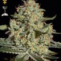 Big Bang (Greenhouse Seeds)