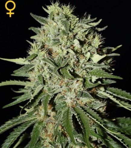 The Doctor (Greenhouse Seeds)