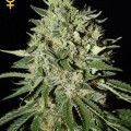 The Doctor (Greenhouse Seeds)
