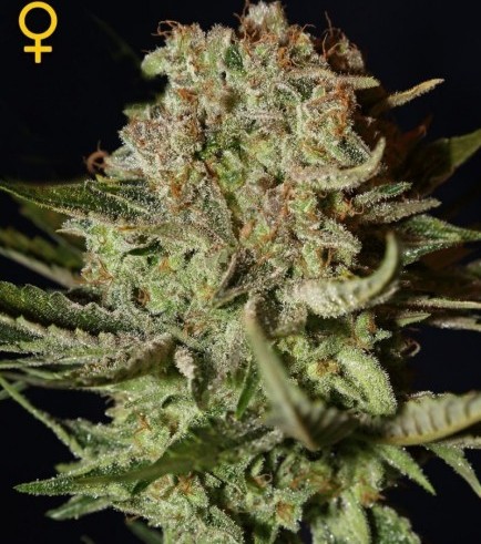 Super Bud Autofiorente (Greenhouse Seeds)