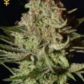 Super Bud Autofiorente (Greenhouse Seeds)