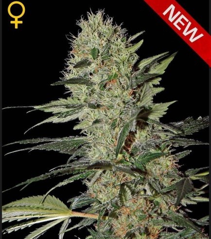 Exodus Cheese Autofiorente (Greenhouse Seeds)