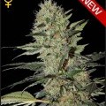 Exodus Cheese Autofiorente (Greenhouse Seeds)