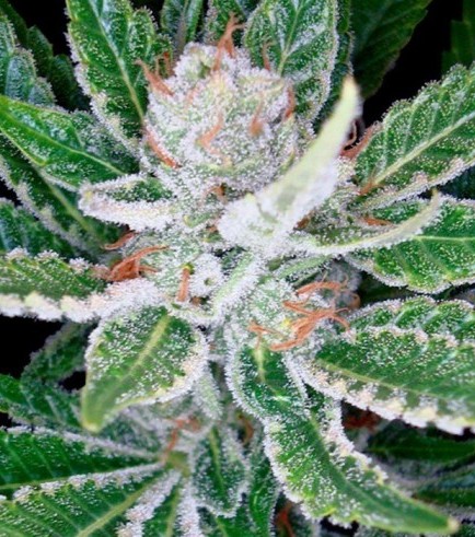 Sleestack (DNA Genetics)