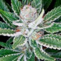 Sleestack (DNA Genetics)