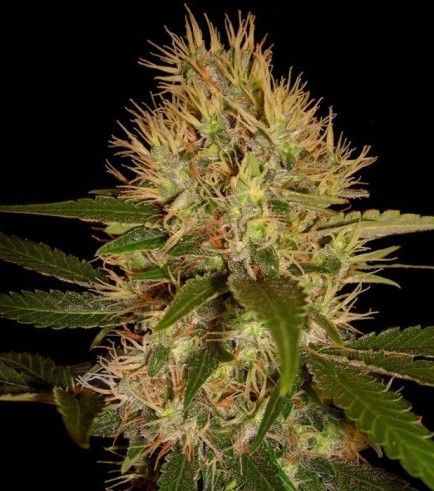 Martian Mean Green (DNA Genetics)