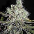 CBD Sweet e Sour Widow (CBD Crew)