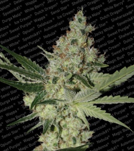 Acid (Paradise Seeds)