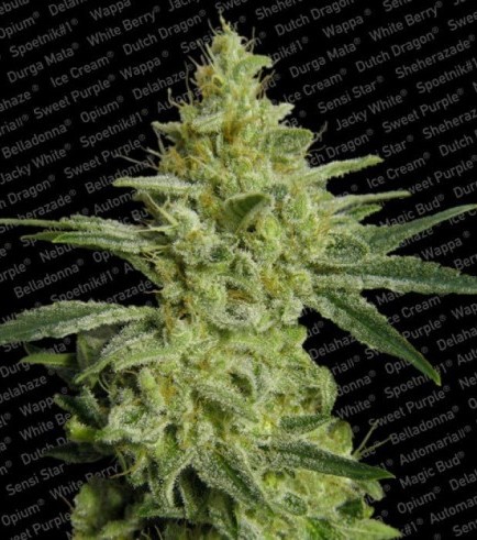 Allkush (Paradise Seeds)