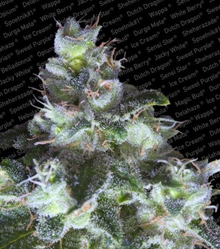 Original White Widow (Paradise Seeds)