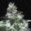 Original White Widow (Paradise Seeds)