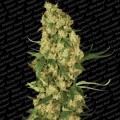 Wappa (Paradise Seeds)