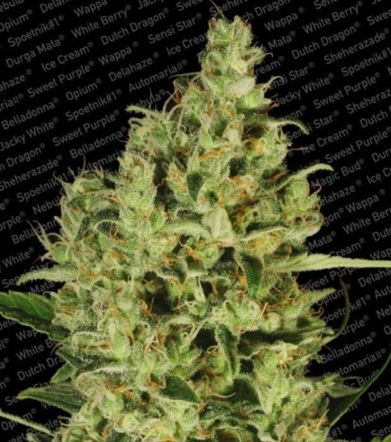 Delahaze (Paradise Seeds)