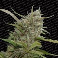 Auto Whiteberry (Paradise Seeds)