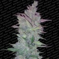 Vertigo (Paradise Seeds)