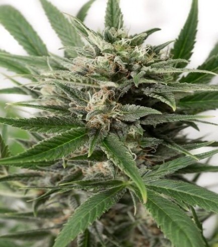 Blue Amnesia XXL Autofiorente (Dinafem)