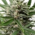 Blue Amnesia XXL Autofiorente (Dinafem)