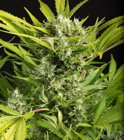 Blue Critical Autofiorente (Dinafem)