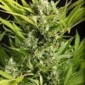 Blue Critical Autofiorente (Dinafem)