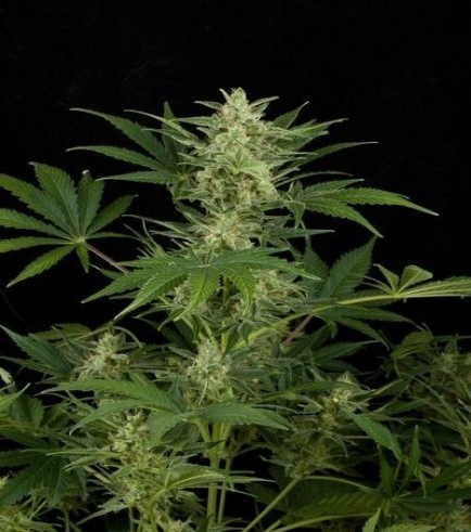 Critical Jack Autofiorente (Dinafem)