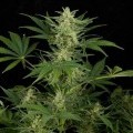 Critical Jack Autofiorente (Dinafem)