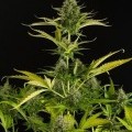 Kush-N-Cheese Autofiorente (Dinafem)