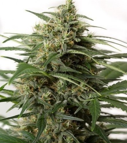 Moby Dick XXL Autofiorente (Dinafem)