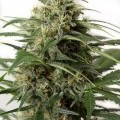 Moby Dick XXL Autofiorente (Dinafem)