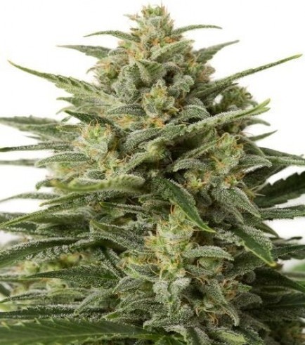 White Widow XXL Autofiorente (Dinafem)