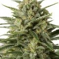 White Widow XXL Autofiorente (Dinafem)