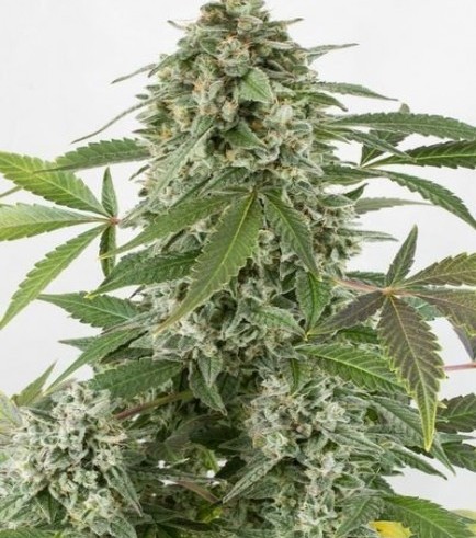 White Widow Autofiorente (Dinafem)