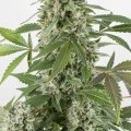 White Widow Autofiorente (Dinafem)