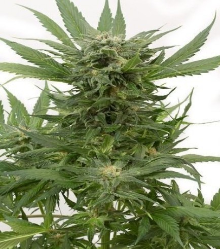 Sour Diesel Autofiorente (Dinafem)