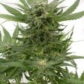 Sour Diesel Autofiorente (Dinafem)