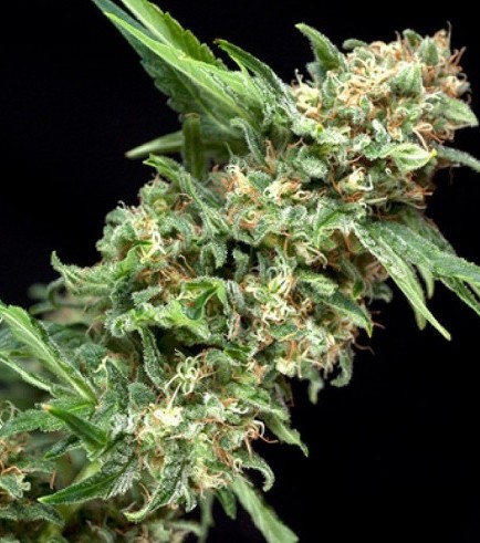 Alpujarreña (Pyramid Seeds)