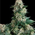 Auto New York City (Pyramid Seeds)