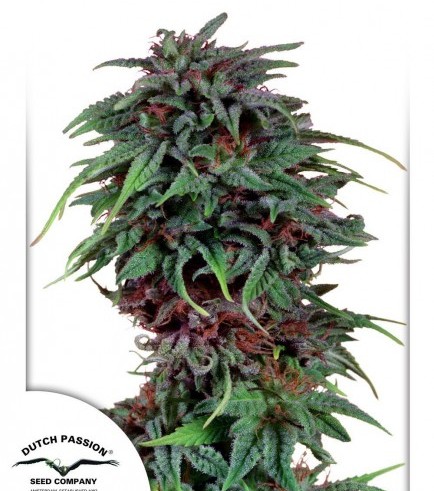 Durban Poison (Dutch Passion)