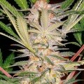 S.A.D. Sweet Afgani Delicious S1 (Sweet Seeds)