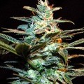 Ice Cool (Sweet Seeds)