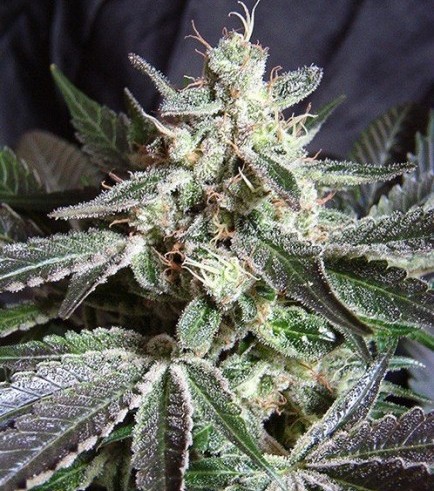 Black Jack (Sweet Seeds)