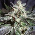 Black Jack (Sweet Seeds)