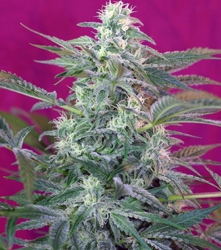 Big Foot (Sweet Seeds)