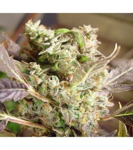 Somango (Soma Seeds)