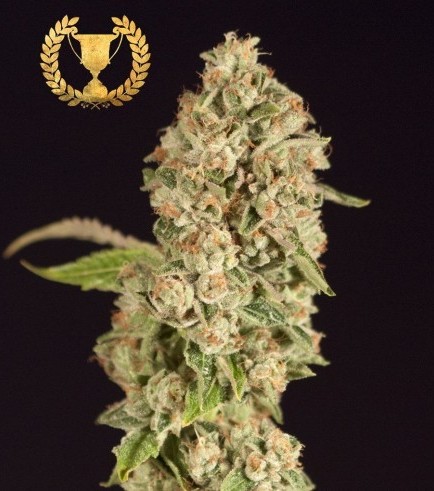 OG Reekn (Devil’s Harvest Seeds)