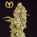 OG Reekn (Devil’s Harvest Seeds)