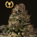 Strawberry Sour Diesel (Devil’s Harvest Seeds)