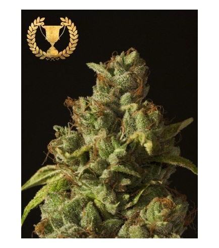 Rollex OG Kush (Devil’s Harvest Seeds)