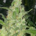 Turing Autofiorente (Super Strains)