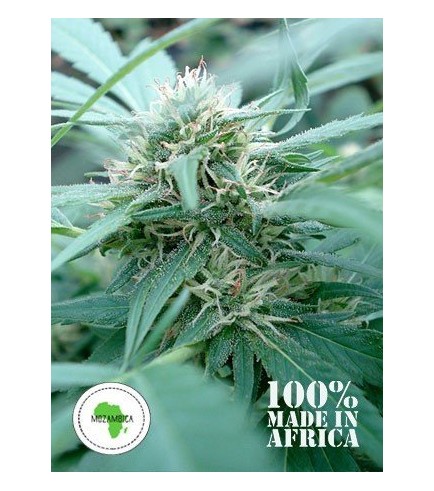 Mozambica (Seeds Of Africa)